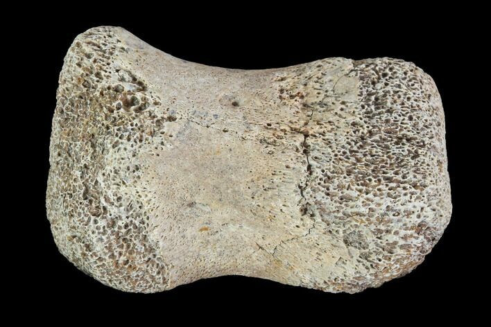 Hadrosaur Finger Bone - Alberta (Disposition #-) #95155